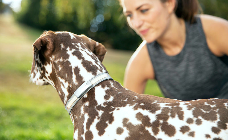 Brown dalmatian dog, wearing Felcana Go dog pedometer, with woman wearing exercise clothes at the park.