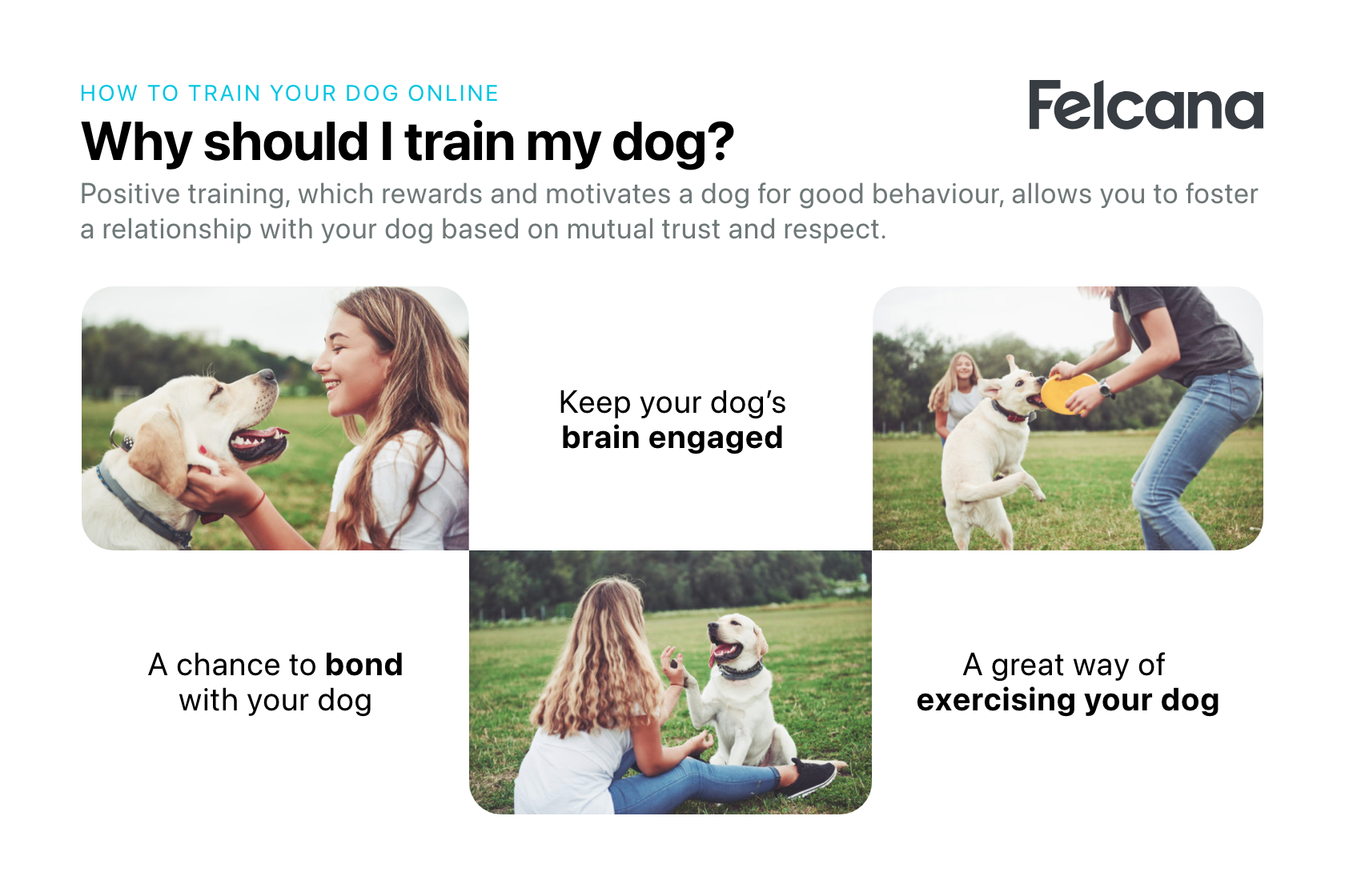 Benefits of training your dog includes bonding time with your dog, keep your dog's brain engaged, exercising your dog