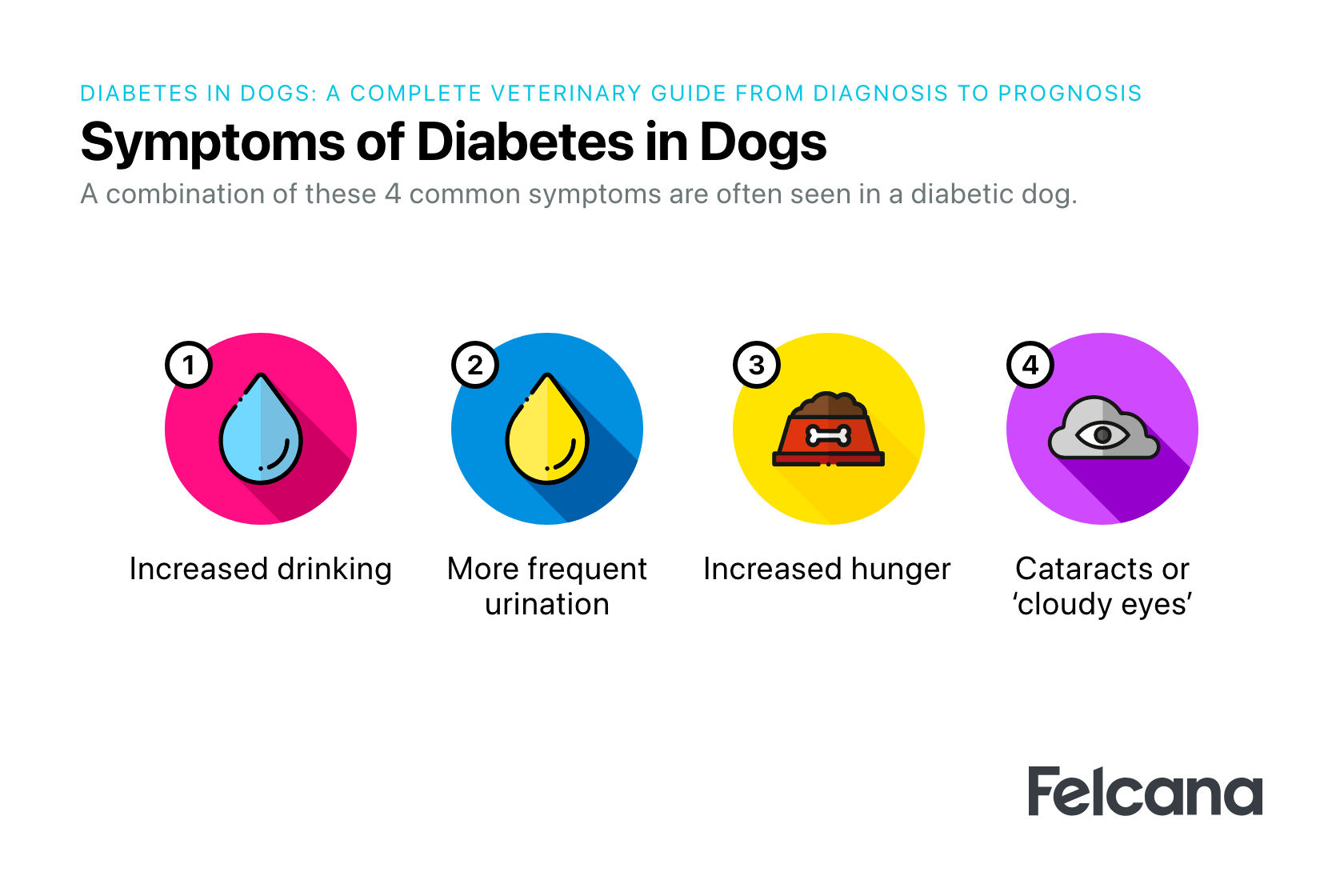 4 main symptoms of diabetes in dogs, mainly increased hunger, increased thirst, increased urination, cataracts