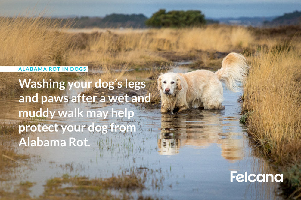 Washing your dog's legs and paws after a wet and muddy walk may help protect your dog from Alabama Rot.