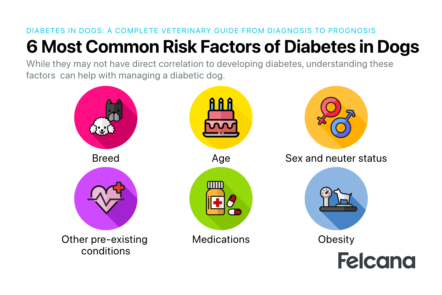 Dog diabetes risk factors, including breed, age, sex, neuter status, pre-existing condition, medications and obesity.