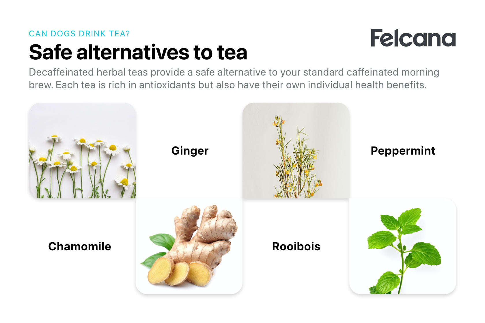 Safe alternatives to tea for dogs, including chamomile, ginger, roobois and peppermint