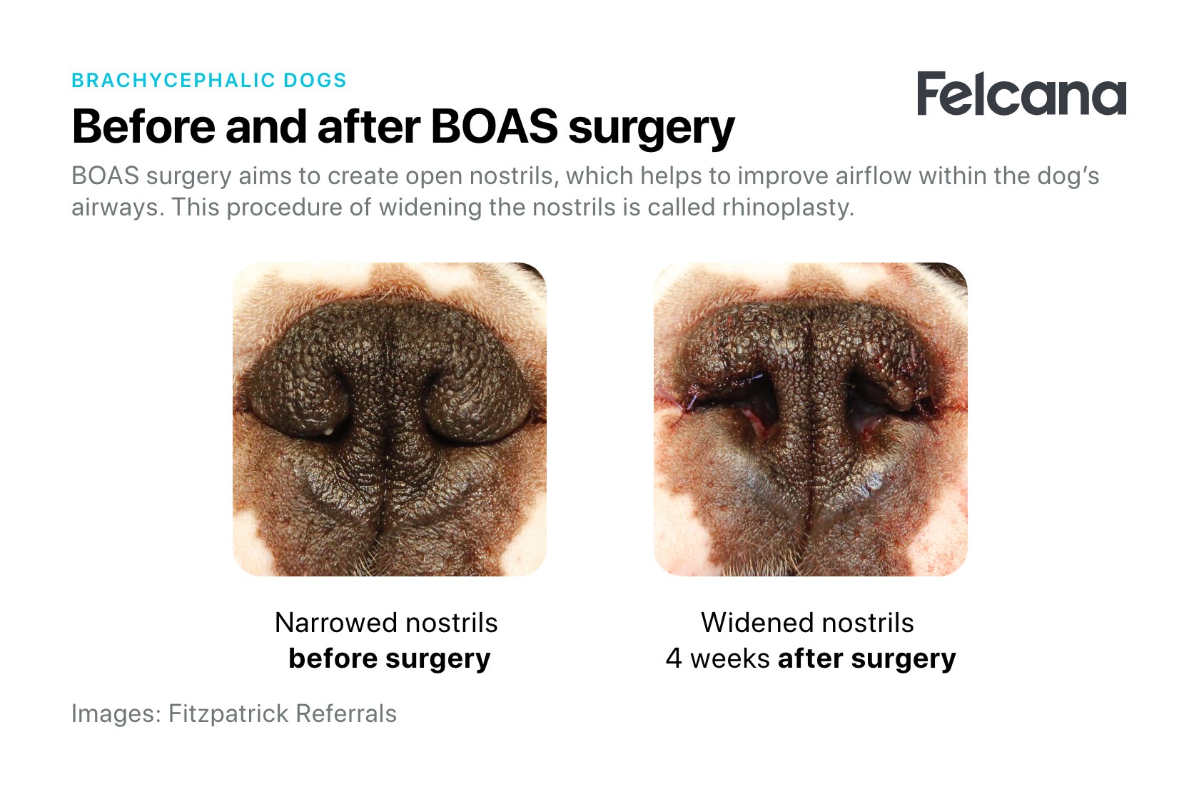 Before and after BOAS surgery to correct stenotic nares, by enlarging nostrils