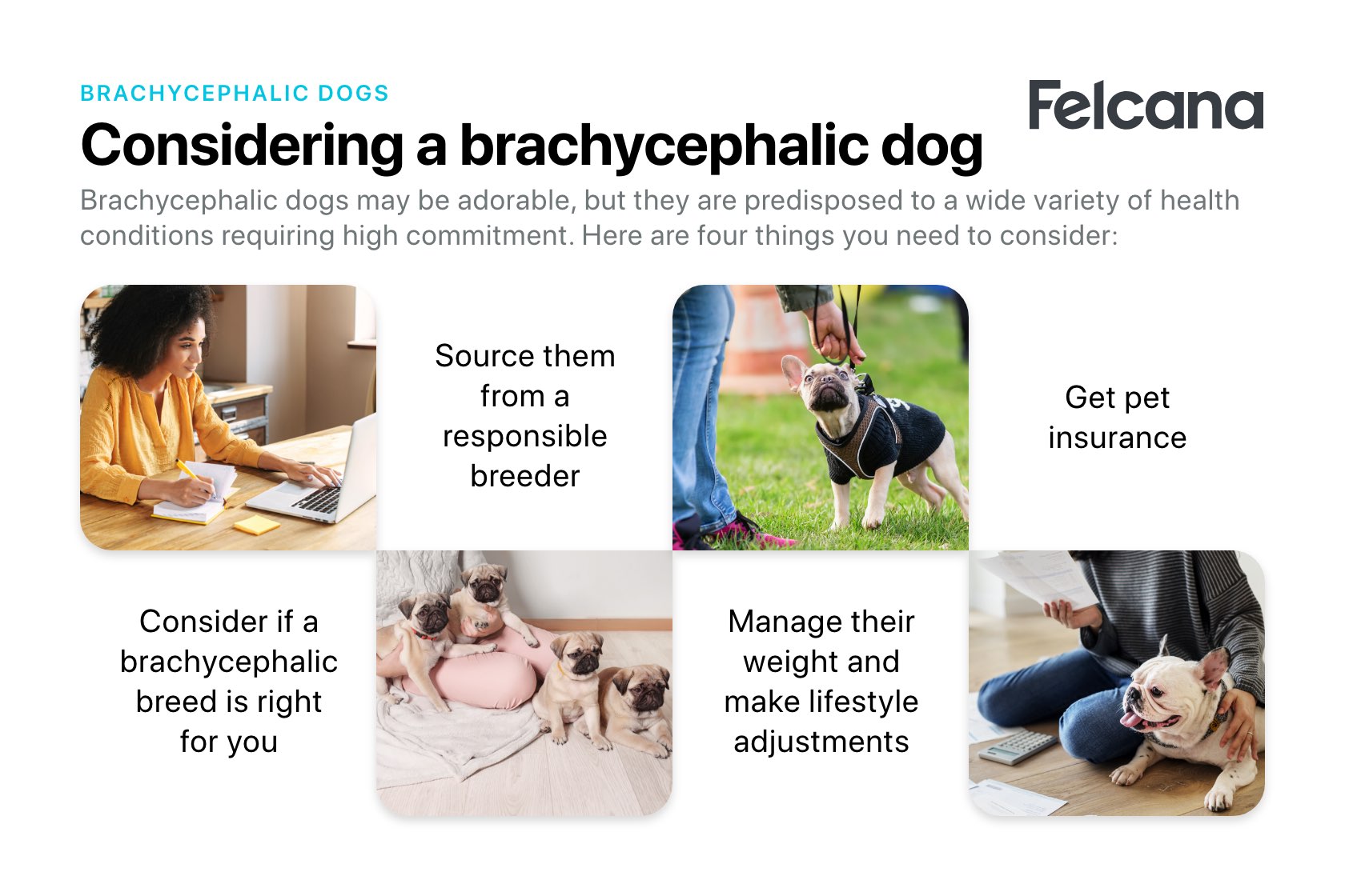 Considering a brachycephalic dog - Consider if the breed is right for you, source from a responsible breeder, make appropriate lifestyle changes and get pet insurance