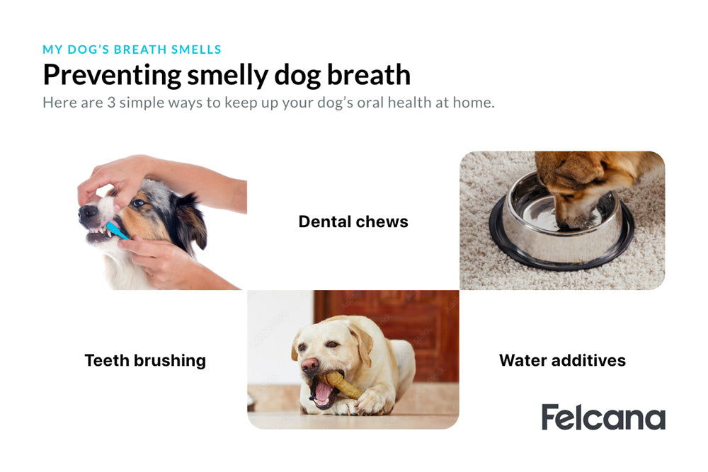 3 steps to preventing smelly dog breath