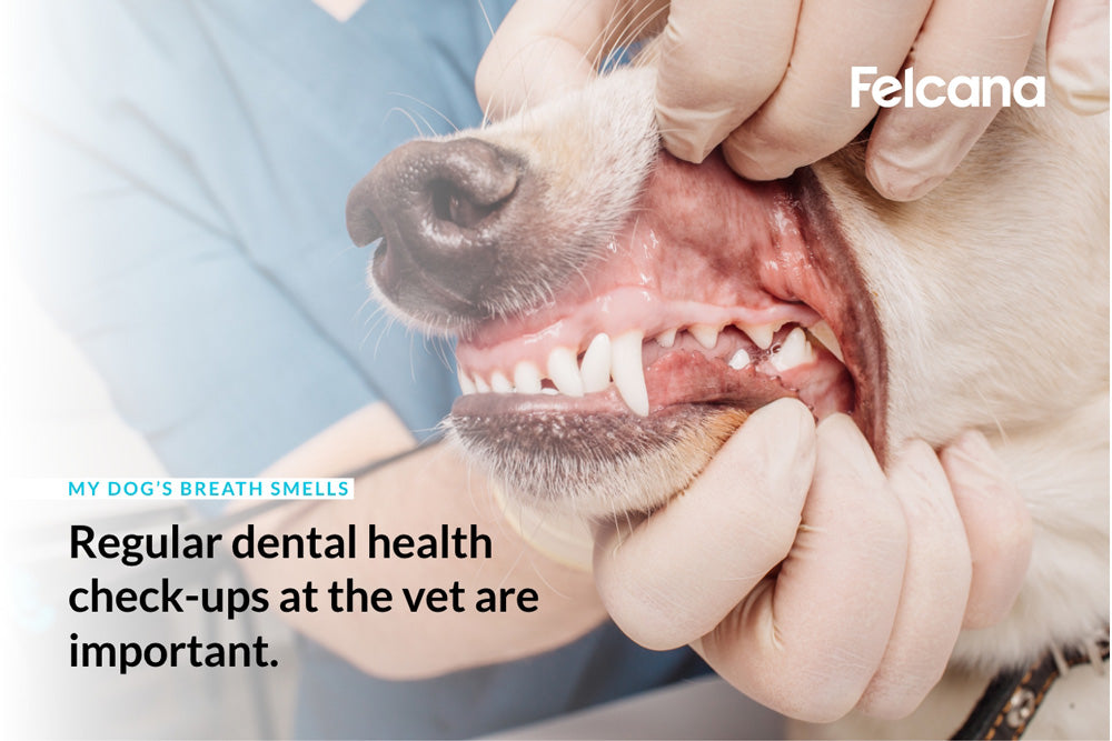 Regular dental health check ups at the vet are important