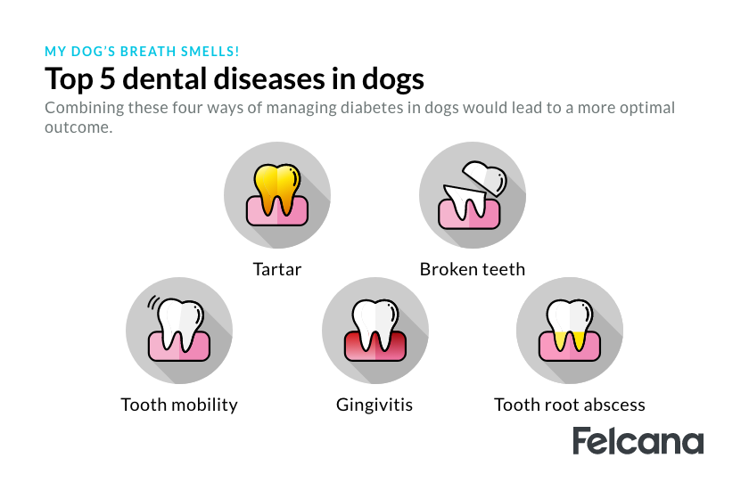 Top 5 dental diseases in dogs