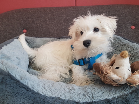 Bring your dog to work for a cheeky cuddle