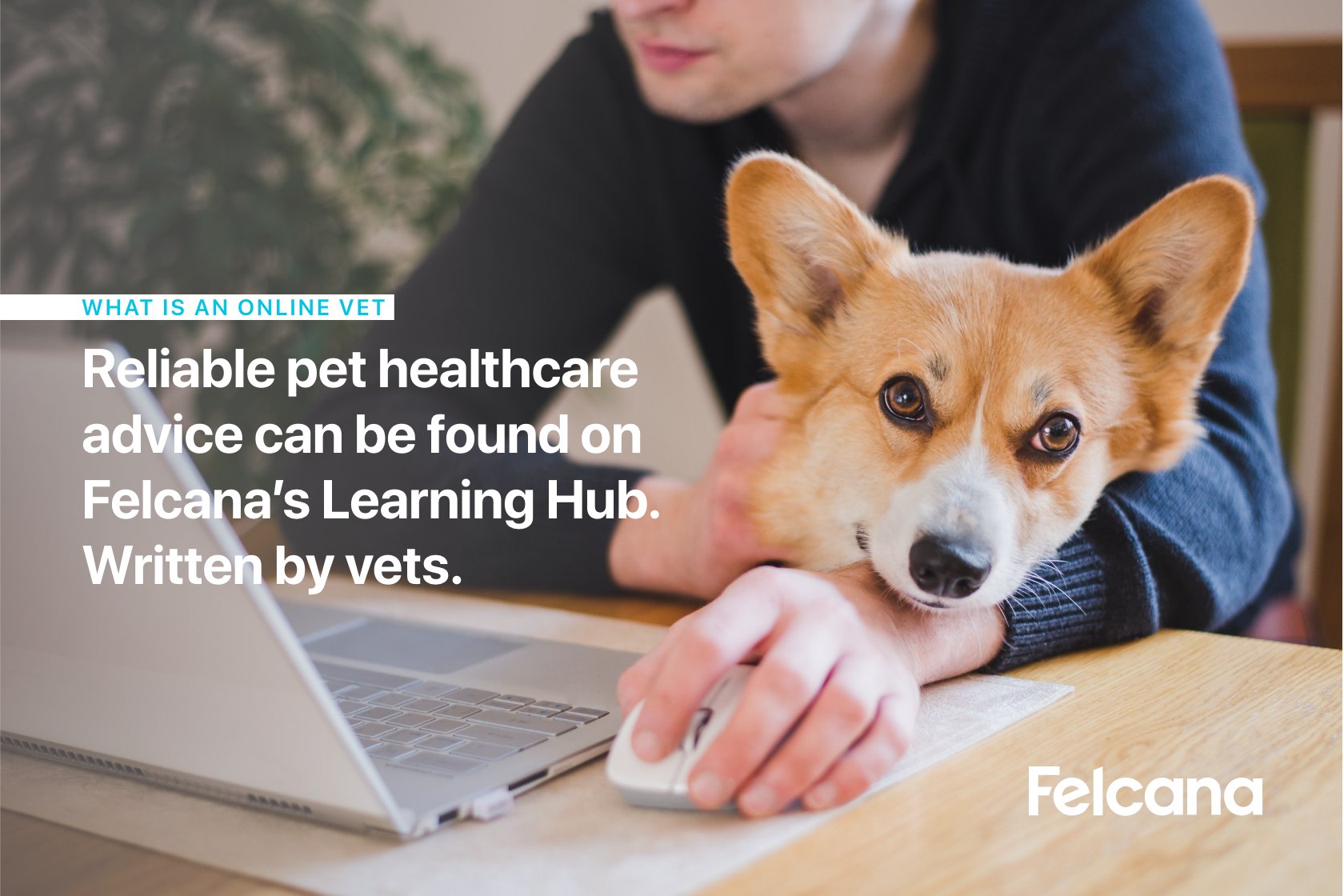 Corgi sitting on owner's lap and leaning on their wrist, while owner uses the computer to search for online vet articles