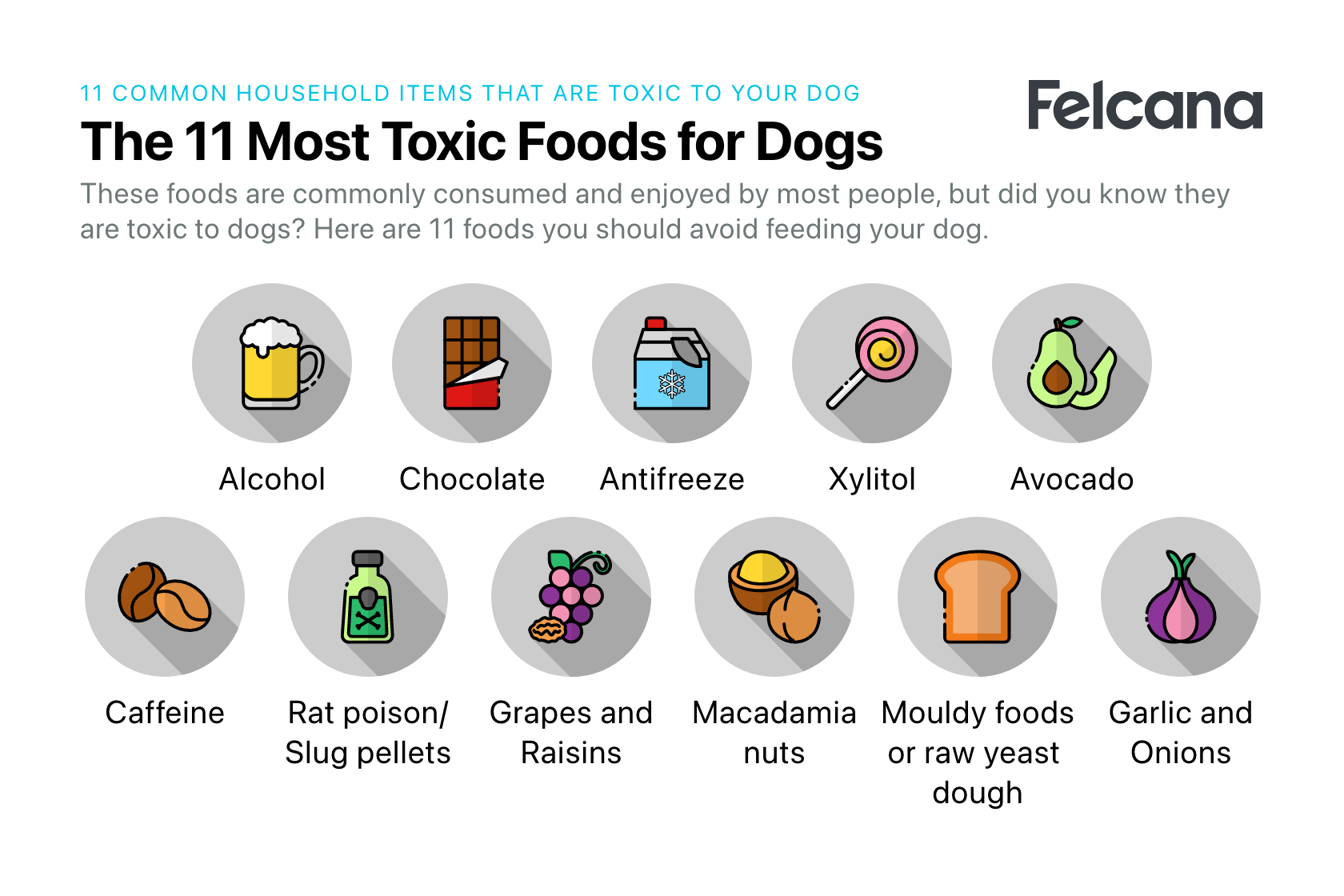 11 most toxic foods for dogs including chocolate, alcohol and avocados