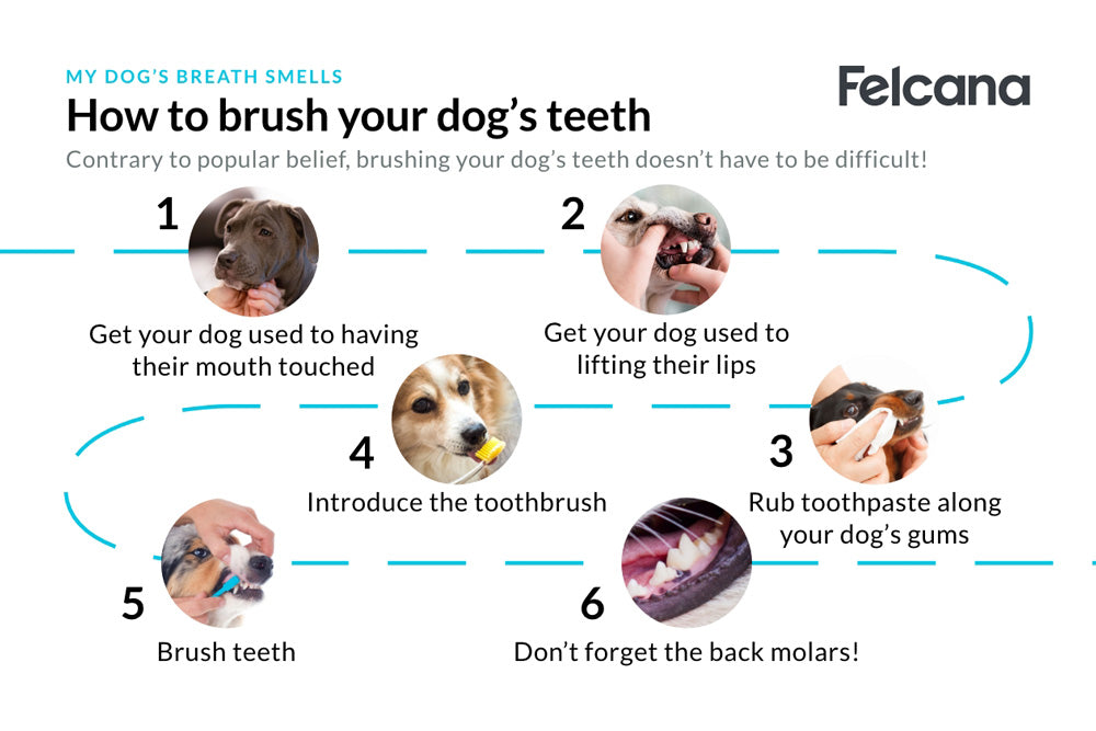 How to brush your dog's teeth