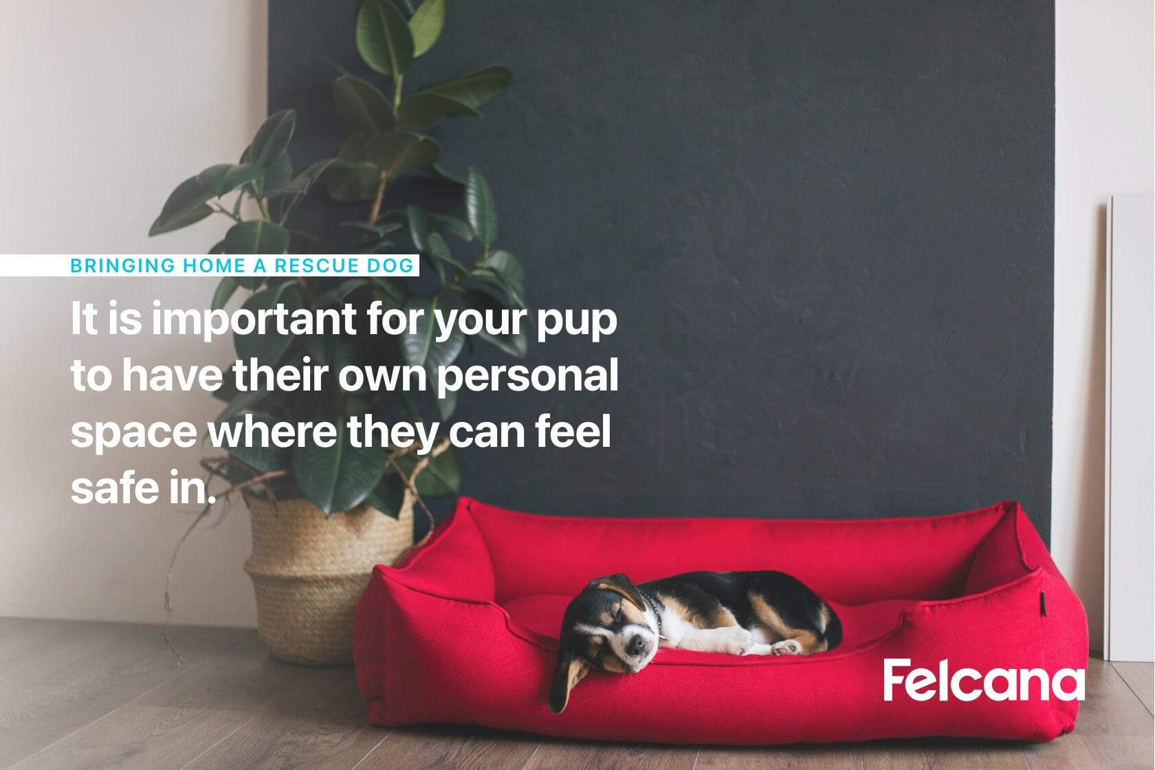 It is important for your pup to have their own personal space where they can feel safe in