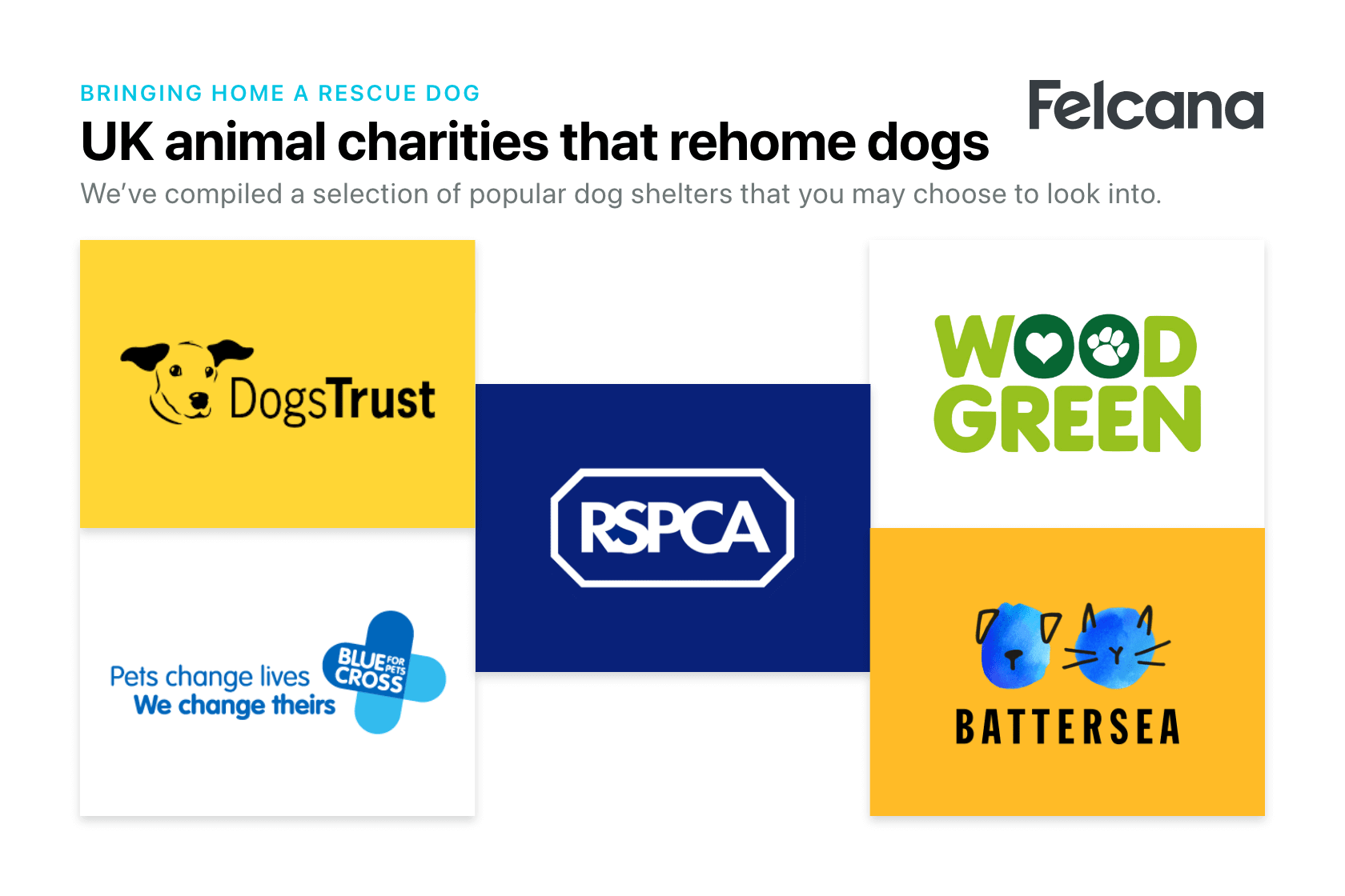 Compilation of popular dog shelters that rehome dogs