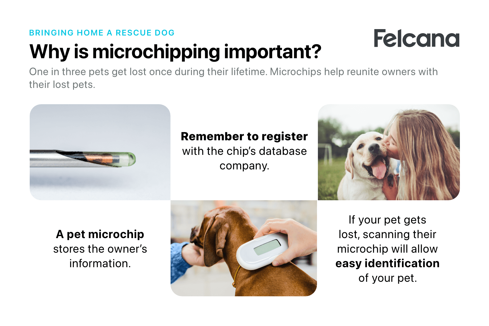 Microchipping your dog is important and helps to reunite owners with their lost pets