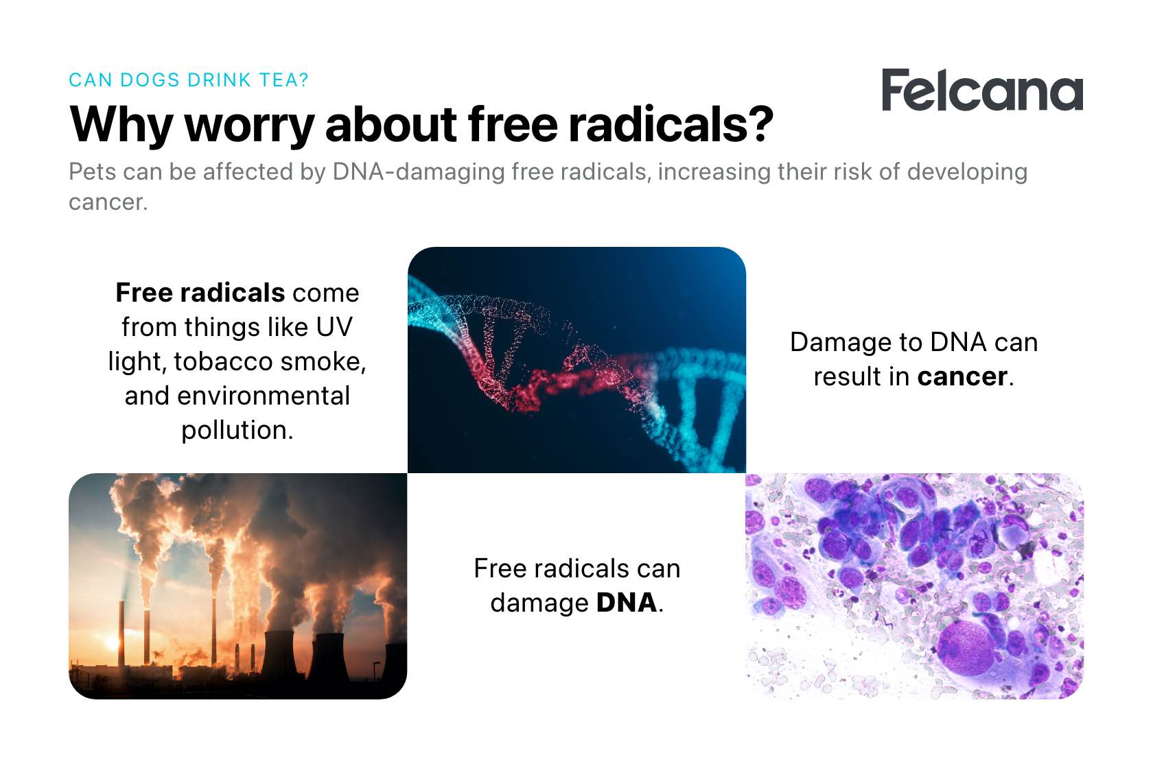 Explaining sources of free radicals and why free radicals are damaging