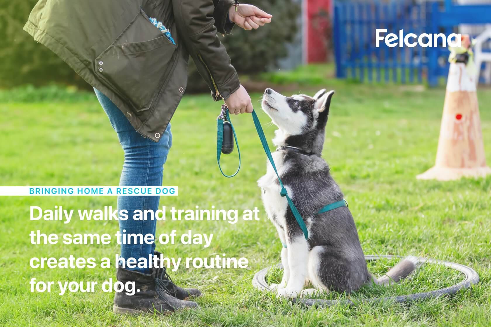 Daily walks and training at the same time of day creates a healthy routine for your dog