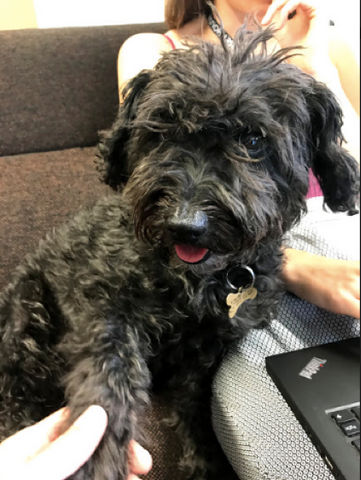 Adorable Schnoodle Yogi Bear at work at Felcana