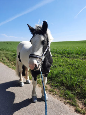 Pferd mit Druckverband