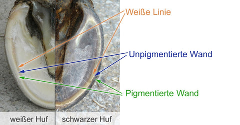 Hufwand Anatomie white line disease