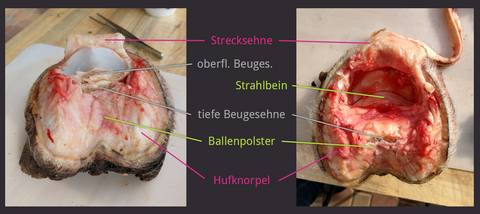 Anatomie Pferdehuf Innenansicht