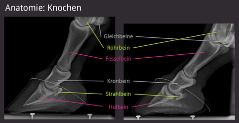 Anatomie Pferdehuf Knochen