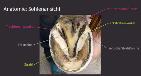 Anatomie Pferdehuf Sohlenansicht