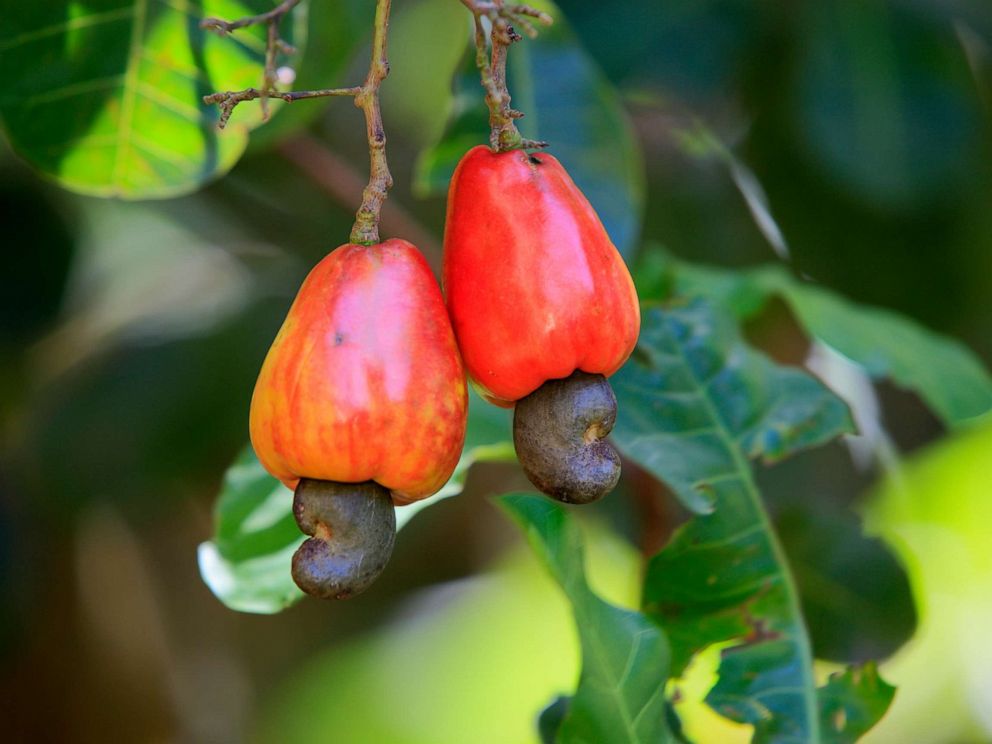 cashew trees for sale in california