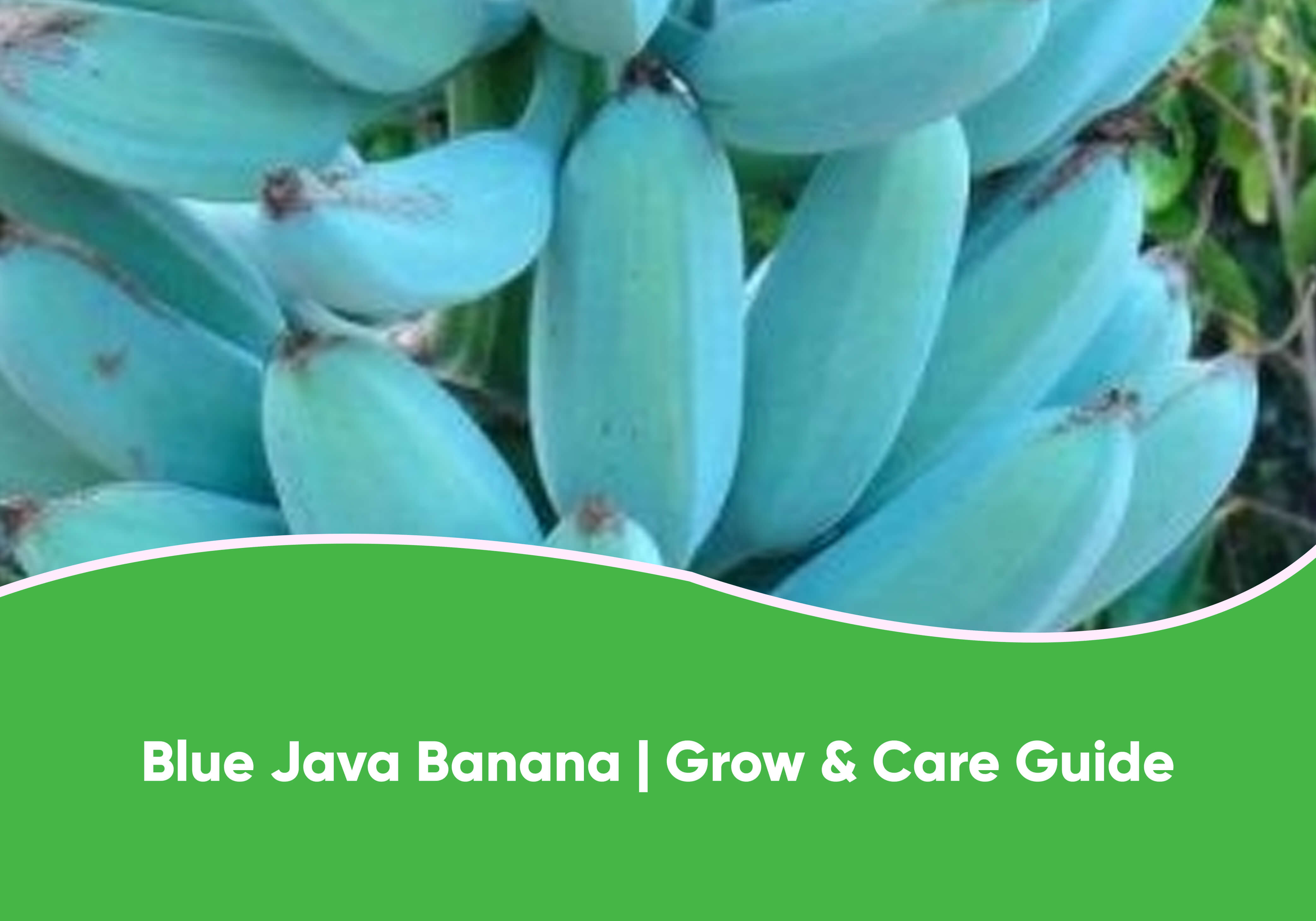 Blue Java Bananas taste like vanilla ice cream