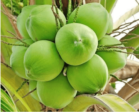 Care for Coconut Palm