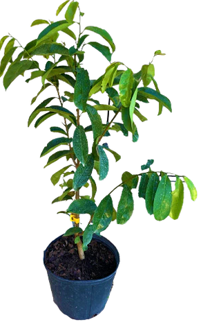 guanabana soursop tree