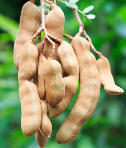 Essential Care Tips for Tamarind Trees