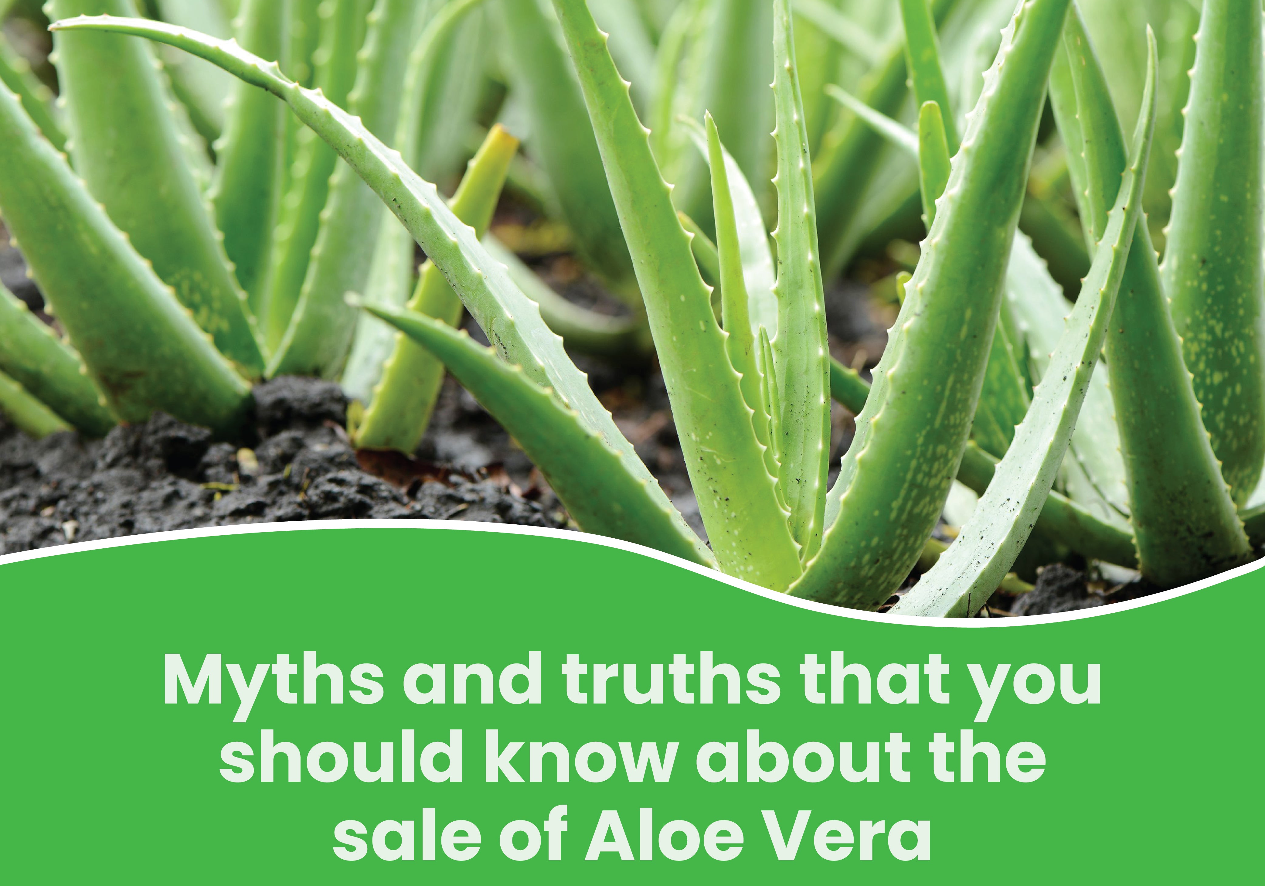Top Myths Truths About Aloe Vera – Farm
