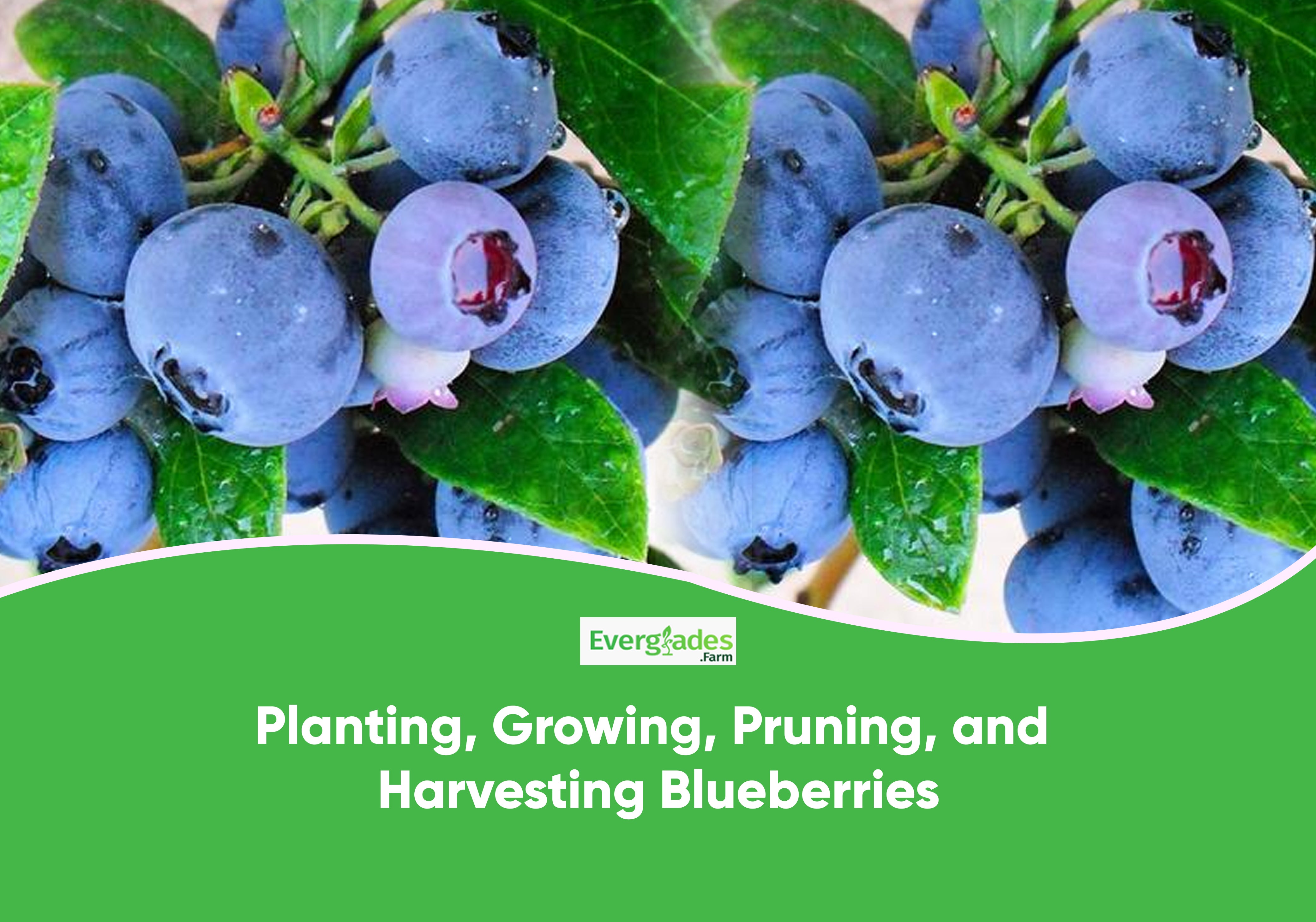 Growing Blueberries