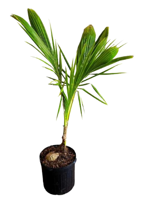 Planting a Coconut Palm