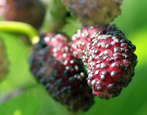 growing mulberry