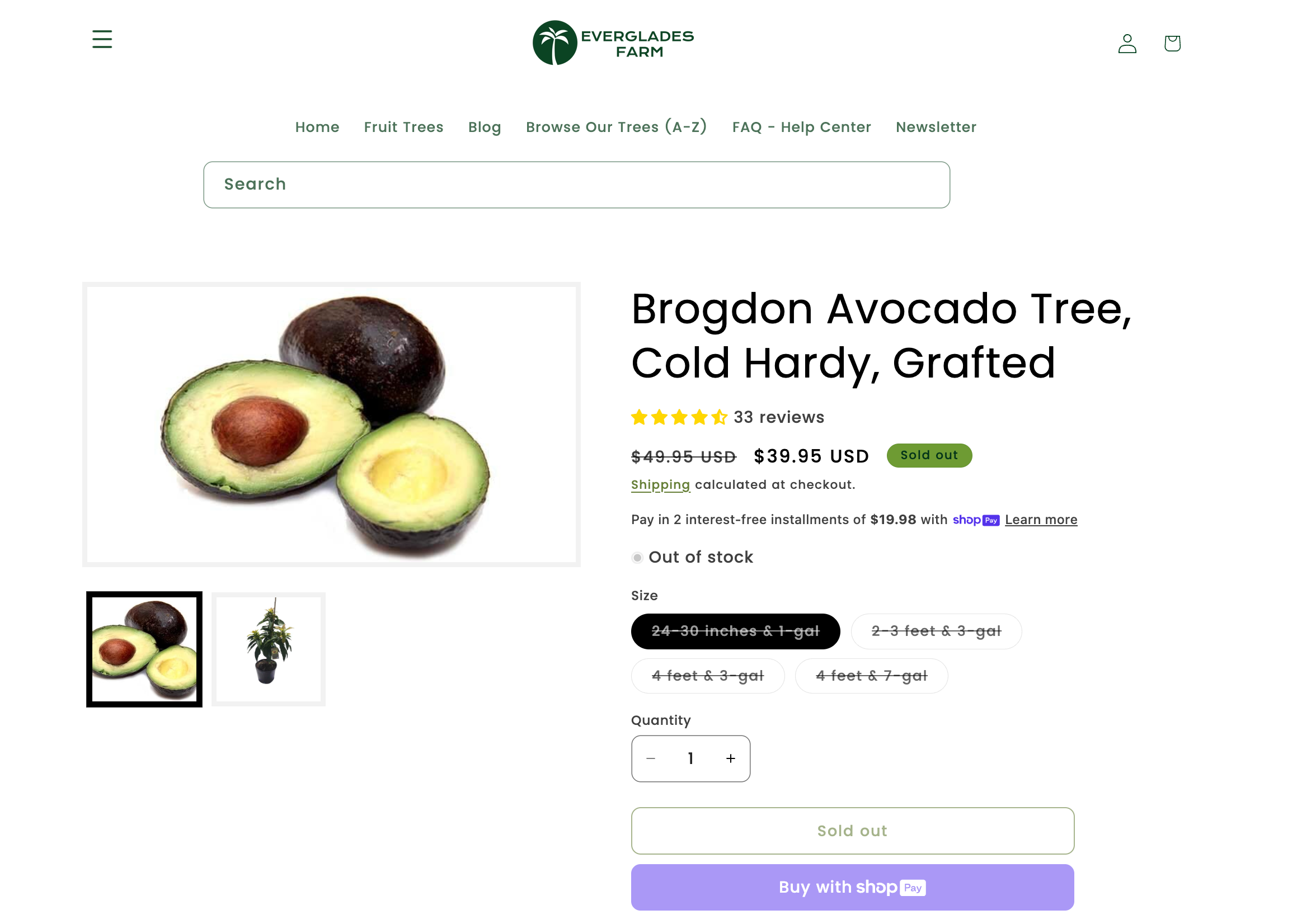 buy brogdon avacado tree