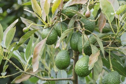 Avocado Trees for Sale from Everglades Farms