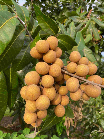 longan fruit tree