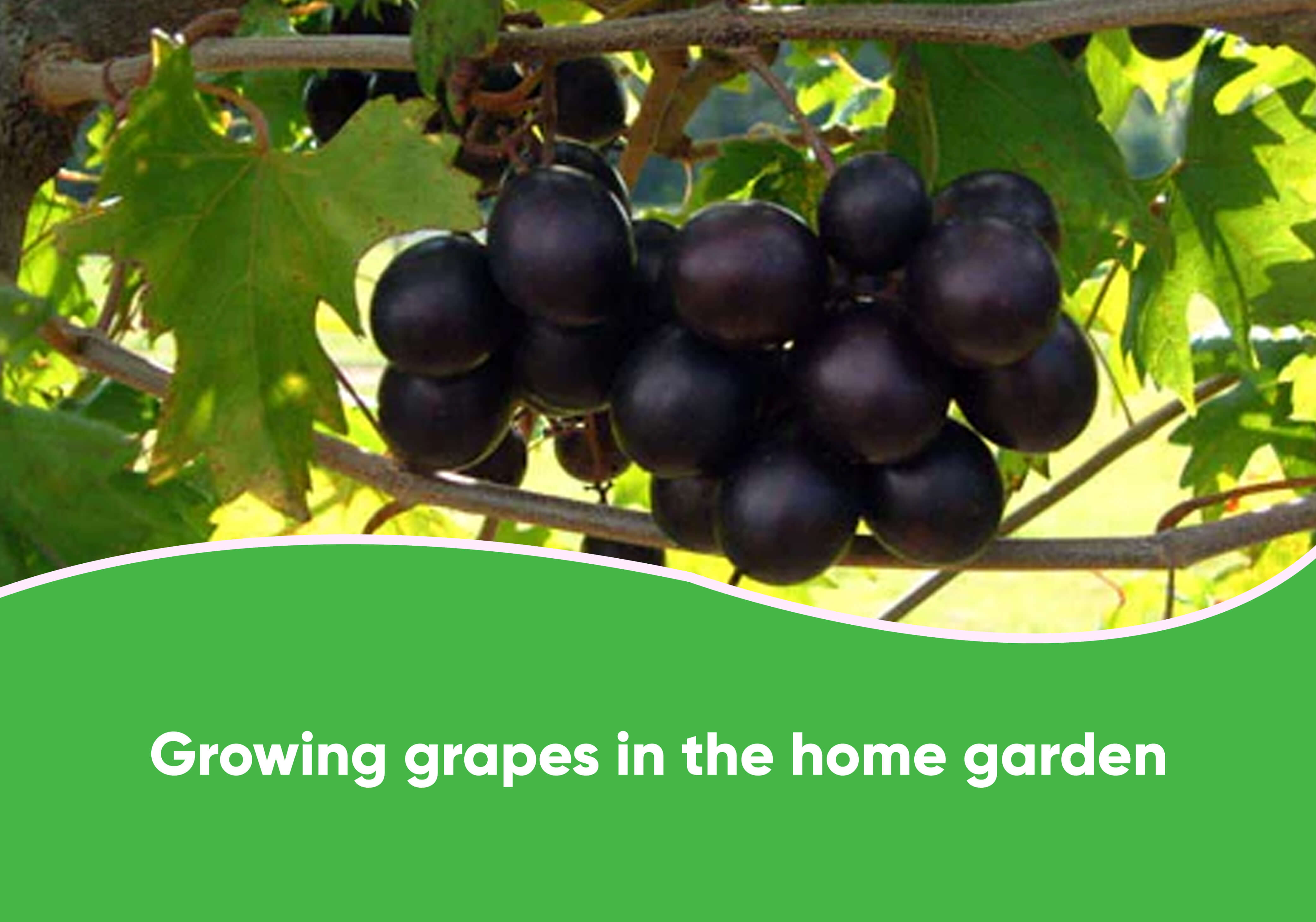 Home Grape Growing Tips