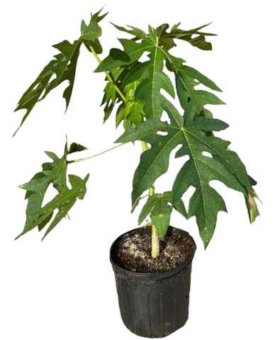 Caring for Papaya Trees