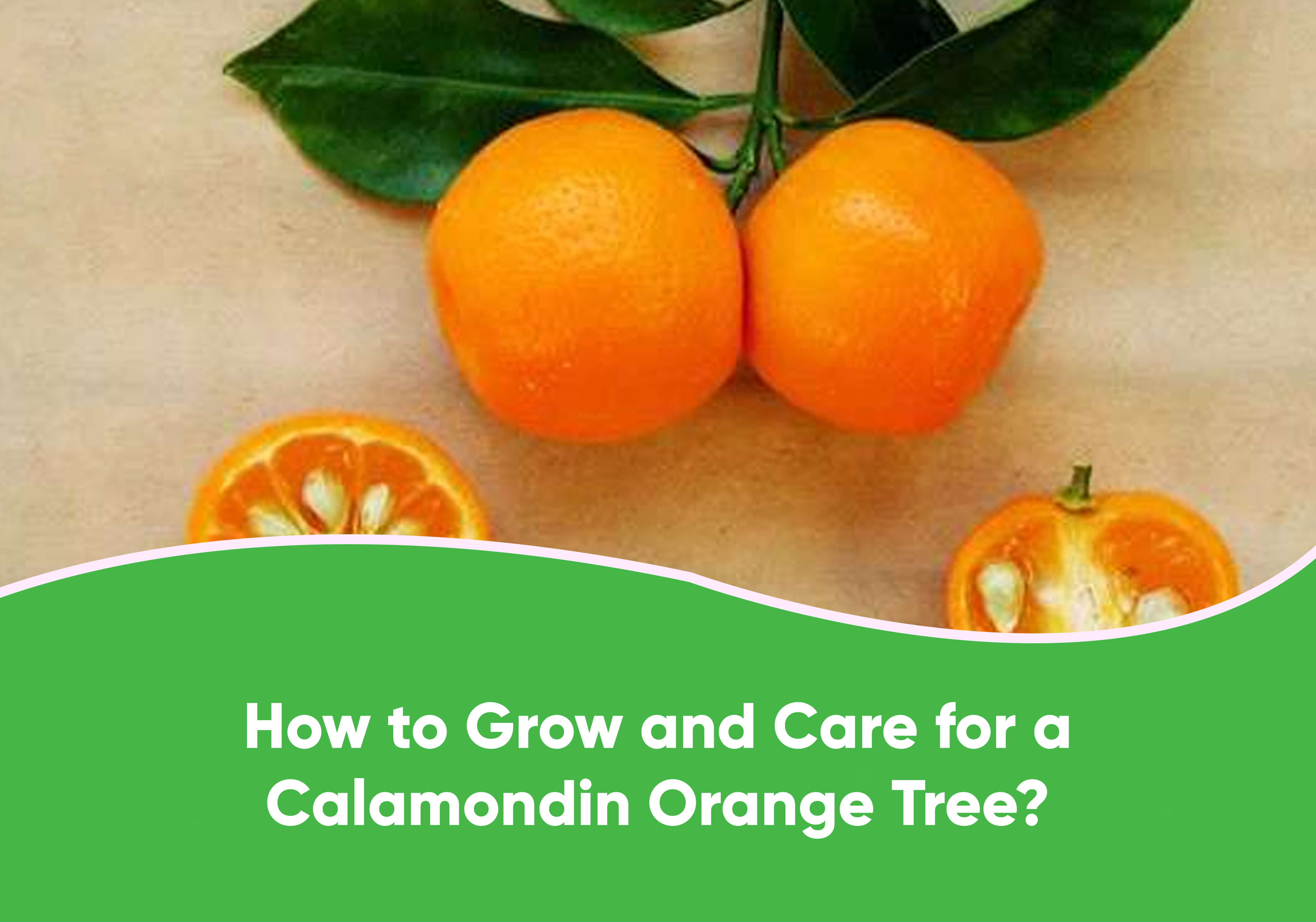 Clementine tree - Growing and Care