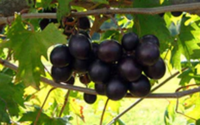 Tips For Growing Grapes