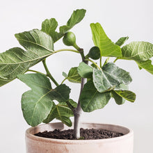 Load image into Gallery viewer, Generi Fig Tree Dwarf, 2-3 feet tall, for Sale from Florida
