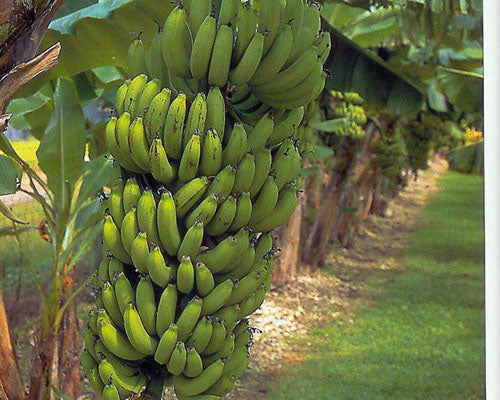 Blue Java Banana Tree For Sale In Florida Ice Cream Banana Plant Everglades Farm