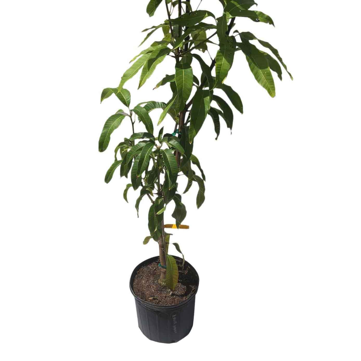 Angie Mango  Tree  Grafted 3 Gal Container  from Florida 