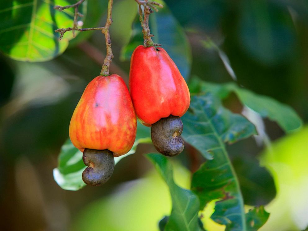 cashew plant hardiness zone