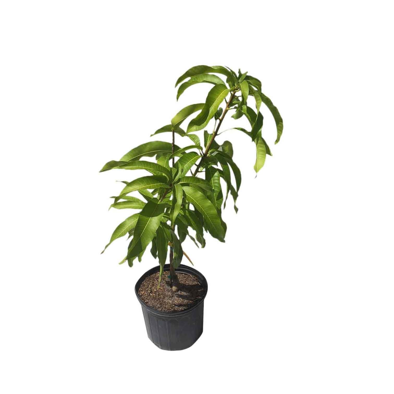 Duur Hilarisch enkel en alleen Coconut Cream Mango Tree, Grafted, For Sale from Florida – Everglades Farm