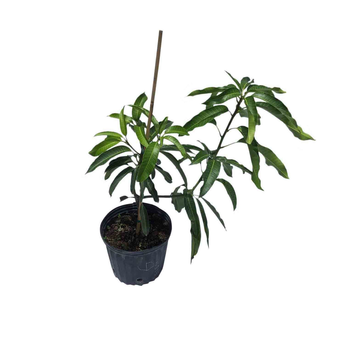 Glenn Mango  Tree  Grafted 3 Gal Container  from Florida 