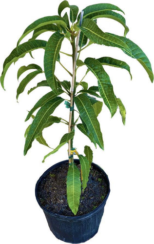 dwarf mango tree