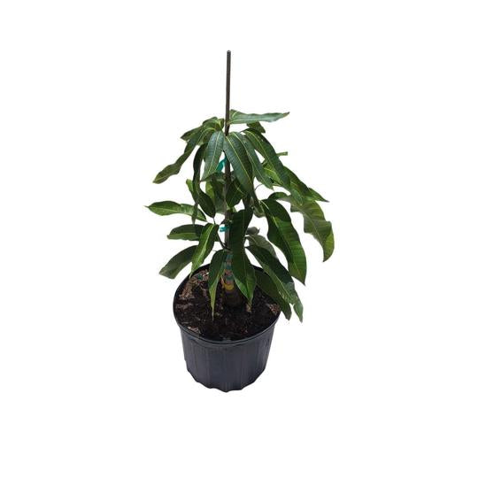 Ice Cream Dwarf Mango Tree Grafted 3 Gal Container From Florida Everglades Farm